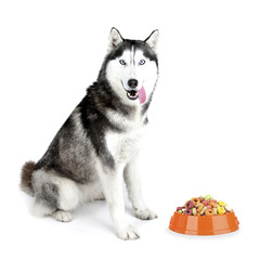 Beautiful cute husky with food, isolated on white