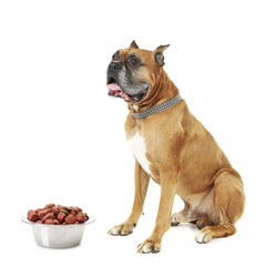 Dog with food isolated on white background