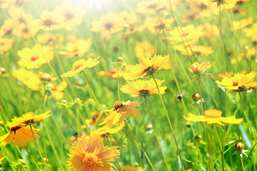 Beautiful wild flowers and butterfly, outdoors