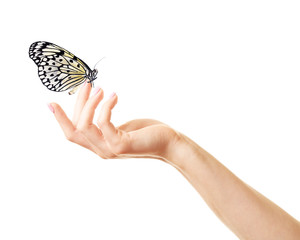 Fototapeta premium Human hand with butterfly isolated on white
