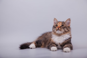 Obraz premium Siberian cat on grey background. Cat lying.