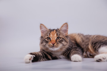 Siberian cat on grey background. Cat lying.