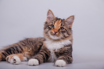 Siberian cat on grey background. Cat lying.