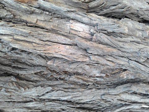 Fototapeta Wood