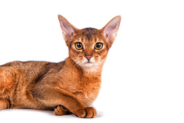 Abyssinian cat on a white background. Cat lying.