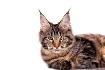Maine Coon cat lying in front of white background