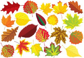 Fototapeta premium Colorful autumn leaves