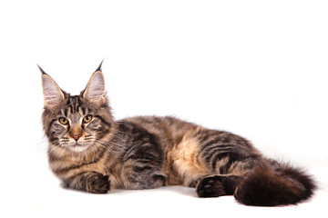 Maine Coon cat lying in front of white background