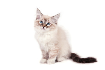 Small Siberian Neva Masquerade kitten on white background. Cat sitting.