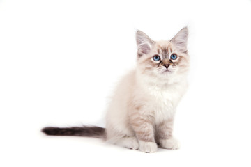 Small Siberian Neva Masquerade kitten on white background. Cat sitting.