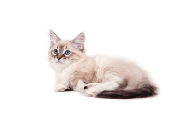 Small Siberian Neva Masquerade kitten on white background. Cat  lying.