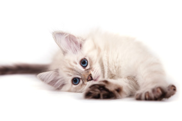 Small Siberian Neva Masquerade kitten on white background. Cat  lying.