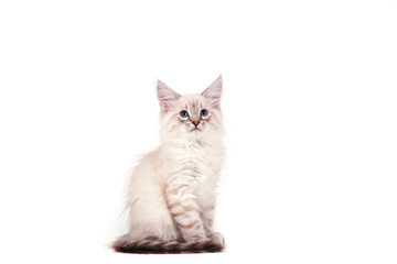 Small Siberian Neva Masquerade kitten on white background. Cat sitting.