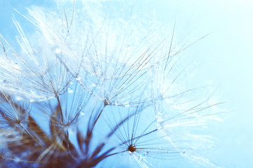 Fototapeta na wymiar Beautiful dandelion with seeds, close-up