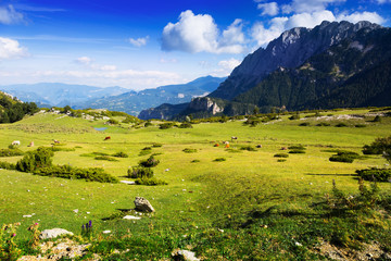 Fototapeta na wymiar Mountains meadow against rock mount