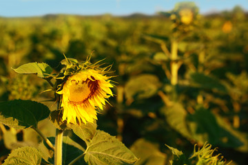 Beautiful sunflowers field