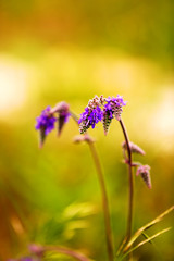 Beautiful wild flowers, outdoors