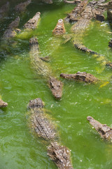 Fototapeta premium Crocodile breeding farm in Siem Reap, Cambodia
