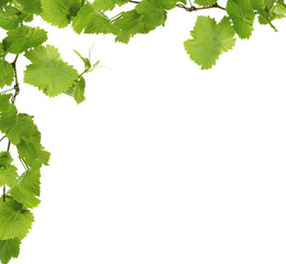 Frame of grape branches with green leaves, isolated on white