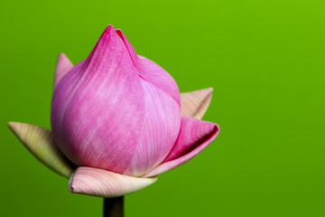 Thai pink lotus for background.