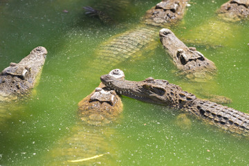 Crocodile breeding farm in Siem Reap, Cambodia