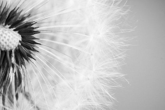 Beautiful dandelion with seeds close-up