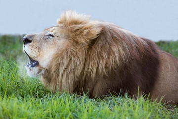 Naklejka premium Liom Roaring