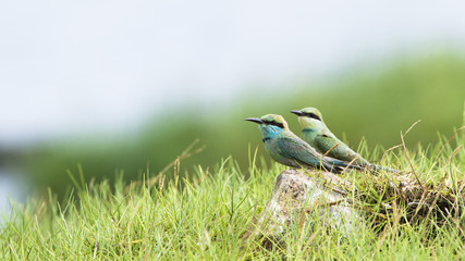 Green bee-eater in Pottuvil, Sri Lanka