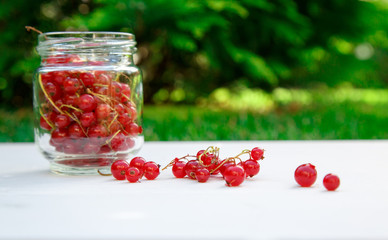 Fresh Red Currant at glass can