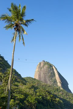 Sugarloaf Pao de Acucar Mountain standing in blue sky with tall palm tree Rio de Janeiro Brazil