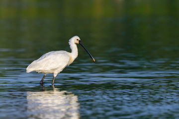 Common spoonbill (Platalea leucorodia) wading in a lake.