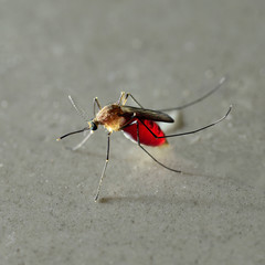 Close up of Mosquito full of blood