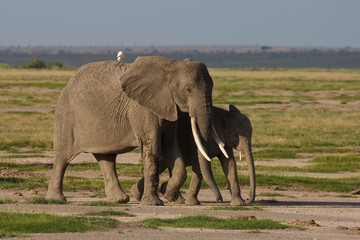 Fototapeta na wymiar Two elephants
