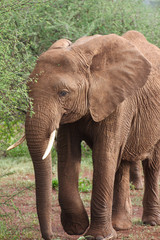 Fototapeta na wymiar Brown elephant