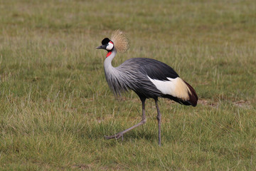 Crowned Crane