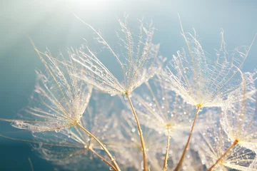 Photo sur Plexiglas Dent de lion Beautiful dandelion with seeds, macro view