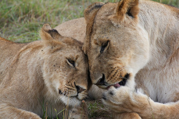 Caressing lions