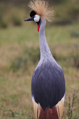 Crowned Crane