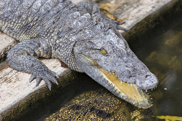 Crocodile chilling out on the Sun with open jaws