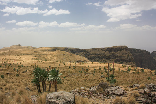Semien Billeder Gennemse 1,476 stockfotos, vektorer og videoer