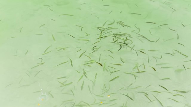 Whitebaits In Water