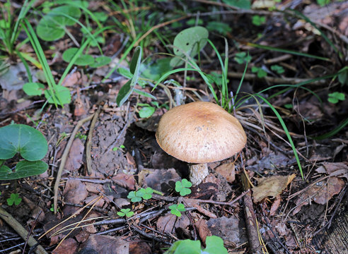 Young boletus mushroom