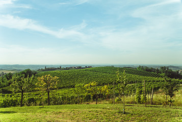 Fototapeta na wymiar Hills and Vineyards