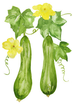 ヘチマ 実と花 水彩イラスト Stock イラスト Adobe Stock