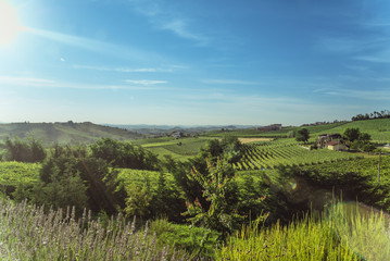 Sweet Hills and Vineyards in a Sunny Day