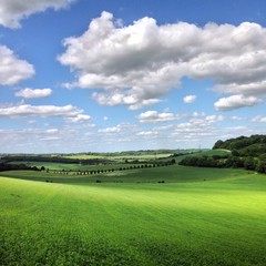attractive green landscape in summer