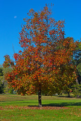 Naklejka premium A maple tree in colorful autumn foliage under the morning skies. 