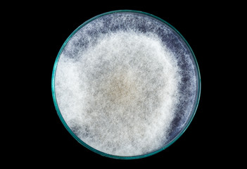 macro of white fungi on petri dish isolated on black © kwanchaichaiudom