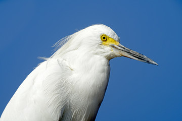 Snowy egret or Egretta thula