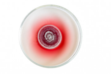 macro of red fungi on petri dish isolated on white